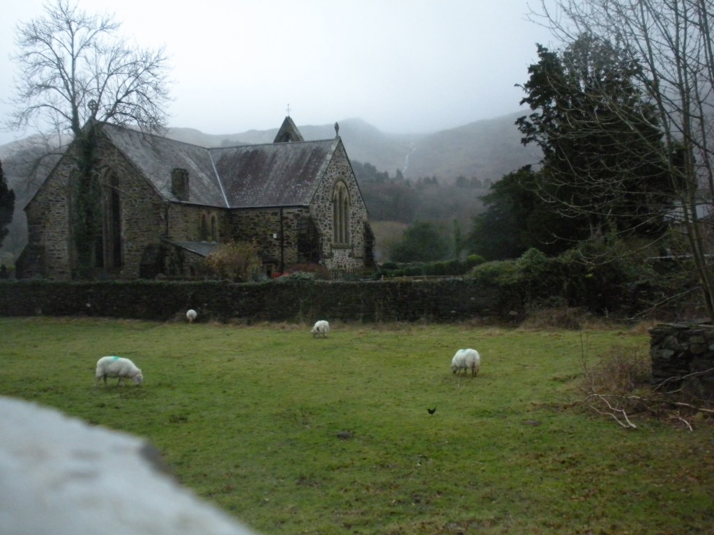 sheep church