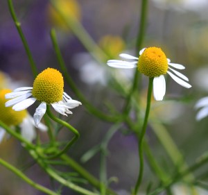 Matricaria_recutita_Prague_2011_2